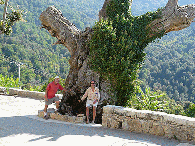 CRISTINACCE - Un deuxième très vieux chataignier (500 ans environ )<BR>Jacques montre á Thieu le mauvais état de cet arbre .